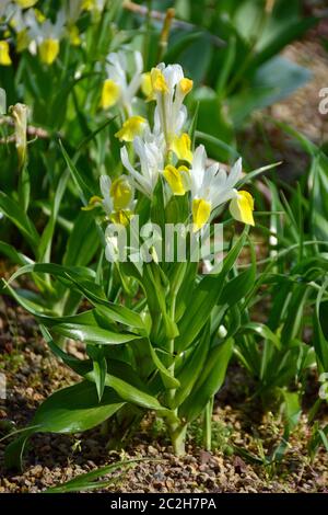 Iris de Boukhara, iris à feuilles de maïs et iris à cornes, Buchara-Schwertlie, Iris bucharica, nőszirom Banque D'Images