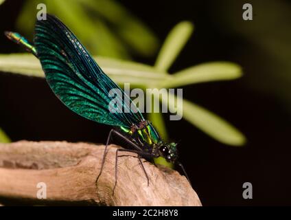 Belle demoiselle ou Calopteryx virgo Banque D'Images