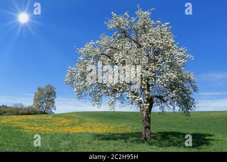 Poire luxuriante en fleur dans un pré avec pissenlit jaune contre un ciel bleu avec le soleil Banque D'Images