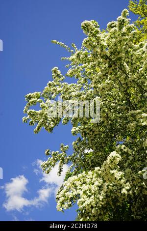 Hawthorn Crataegus monogyna sous ciel bleu Banque D'Images