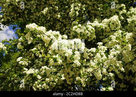 Hawthorn Crataegus monogyna sous ciel bleu Banque D'Images