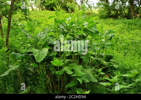 Grand jardin de l'étreuil Rumex acetosa en juin Banque D'Images