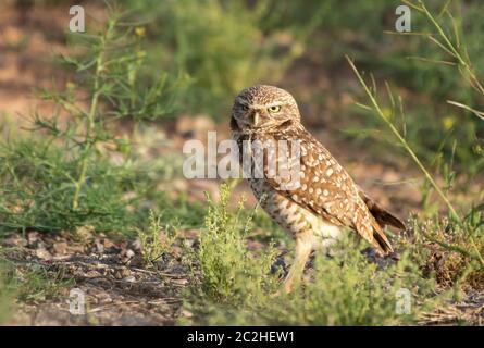 Une chouette des terriers, Athene cunicularia, se trouve près de son terrier artificiel dans le parc Zanjero, Gilbert, Arizona Banque D'Images