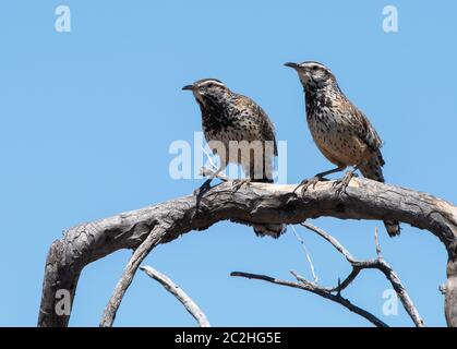 Deux Cactus Wrens, Campylorhynchus brunneicapillus, perches dans une succursale du parc national de Saguaro, en Arizona Banque D'Images