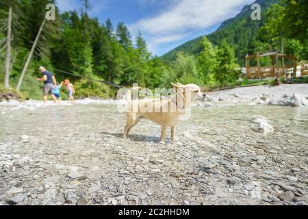 Chihuahua dans un ruisseau de montagne Banque D'Images