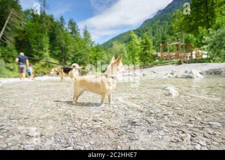 Chihuahua dans un ruisseau de montagne Banque D'Images