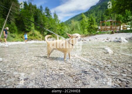 Chihuahua dans un ruisseau de montagne Banque D'Images