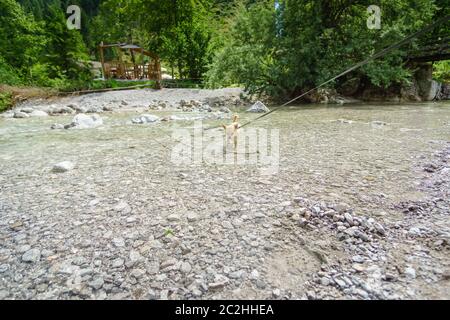 Chihuahua dans un ruisseau de montagne Banque D'Images