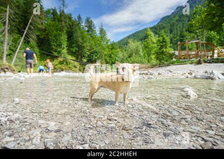 Chihuahua dans un ruisseau de montagne Banque D'Images