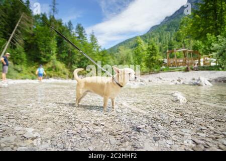 Chihuahua dans un ruisseau de montagne Banque D'Images