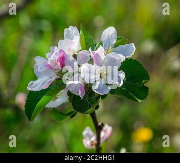 gros plan de la fleur de pomme Banque D'Images