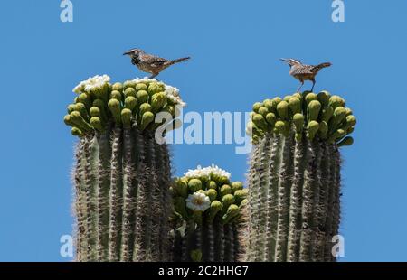 Deux Cactus Wrens, Campylorhynchus brunneicapillus, perches sur un cactus Saguaro, Carnegiea gigantea, dans le parc national de Saguaro, Arizona Banque D'Images
