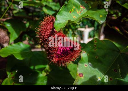 Gros plan sur les fruits de l'annatto Banque D'Images