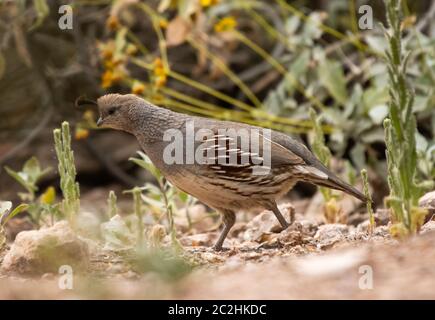 Femelle Gambel's Quail, Callipepla gambelii, dans le jardin botanique du désert, Phoenix, Arizona Banque D'Images
