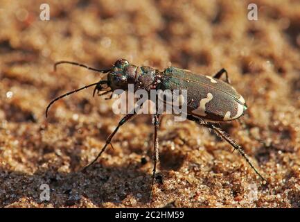 Gros plan sur le coléoptère de sable des dunes Cicindela hybrida de Saugfergbuckel à Walldorf Banque D'Images