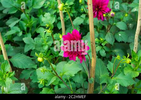 Dahlia 'évêque de Llandaff' est un cultivar vivace tubéreuse avec feuillage de couleur sombre produit un contraste avec son écarlate. Son soleil l Banque D'Images