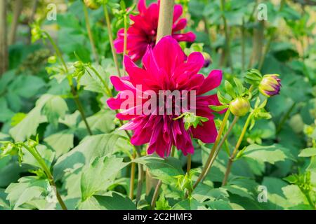 Dahlia 'évêque de Llandaff' est un cultivar vivace tubéreuse avec feuillage de couleur sombre produit un contraste avec son écarlate. Son soleil l Banque D'Images