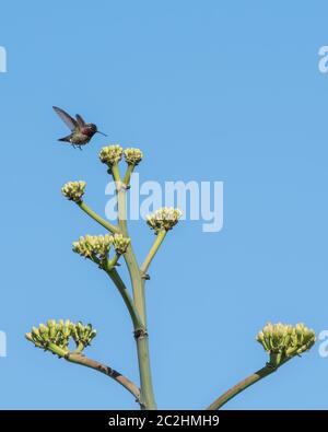 Le colibri de l'Anna masculine, Calypte anna, débarque sur une agave dans le jardin botanique du désert, Phoenix, Arizona Banque D'Images