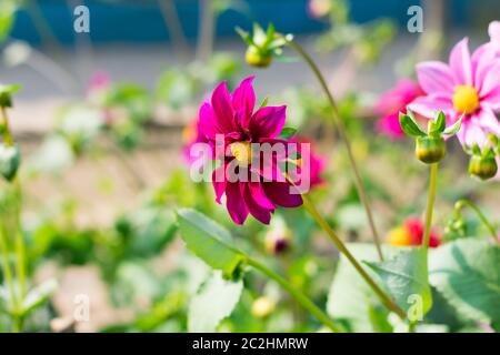 Aster mexicain ou le jardin Cosmos. Dahlia Cosmos bipinnatus, est de taille moyenne, en forme de coupe d'amour soleil floraison au printemps à la fin de l'été plantes pla Banque D'Images