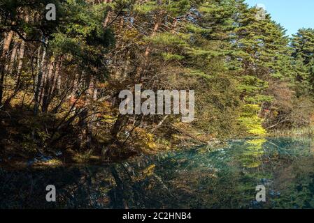 Goshiki-numa 5 couleurs étang en automne, Urabandai, Fukushima, Japon Banque D'Images