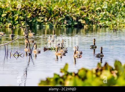 Troupeau de gros plan canard bec d'oiseaux aquatiques (Anatidés famille), un poulet taille d repéré en natation dans le lac champ avec de l'eau Fleurs H Banque D'Images