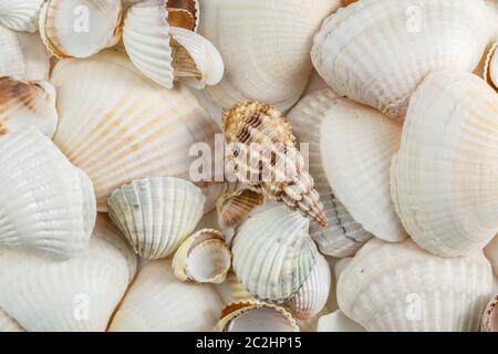Arrière-plan de petits coquillages tons beiges sur fond blanc. Banque D'Images