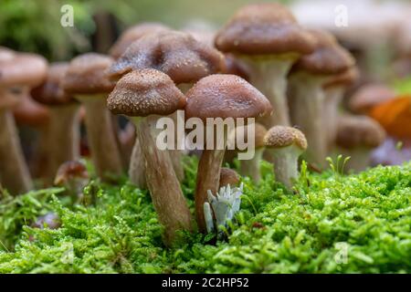 Toadstools divers de différentes tailles croître en vert mousse dense sur un vieux tronc d'arbre Banque D'Images