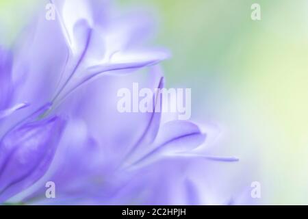 Triteleia laxa, foyer sélectif, beau vert ensoleillé bokeh Banque D'Images