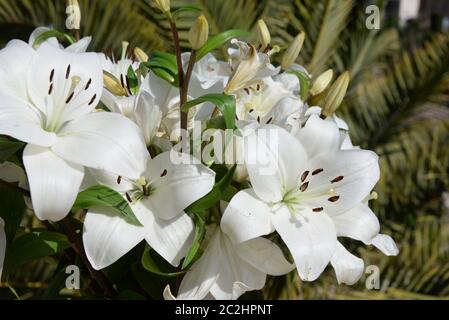 Nénuphar blanc dans la province d'Alicante, Espagne Banque D'Images