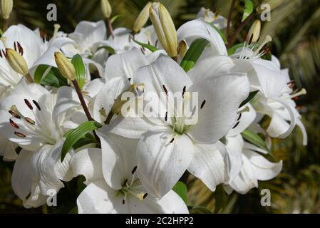 Nénuphar blanc dans la province d'Alicante, Espagne Banque D'Images