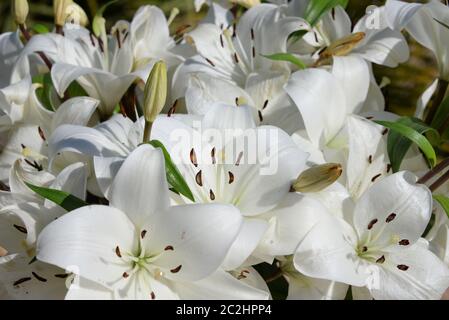 Nénuphar blanc dans la province d'Alicante, Espagne Banque D'Images