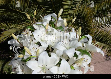 Nénuphar blanc dans la province d'Alicante, Espagne Banque D'Images