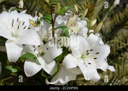 Nénuphar blanc dans la province d'Alicante, Espagne Banque D'Images