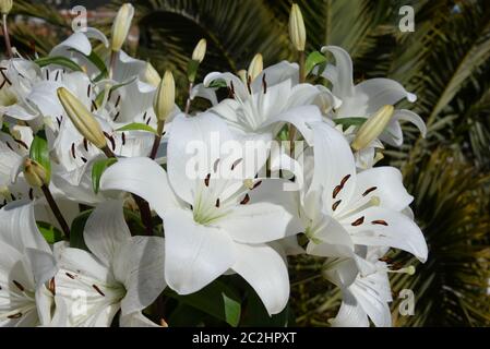 Nénuphar blanc dans la province d'Alicante, Espagne Banque D'Images