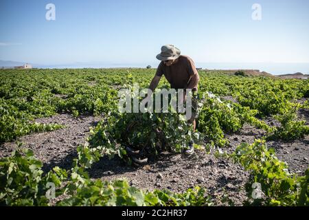 Santorin, Grèce. 17 juin 2020. Stavros Pelekanos, viticulteur local, tend à ses vignes sur l'île de Santorini, Grèce, 15 juin 2020. Malgré sa petite taille, l'île de Santorini dispose de trois produits certifiés par l'Union européenne (UE), la désignation d'origine protégée (PDO): Tomates cerises, fava et vin.TO GO WITH 'Feature: Grèce's Santorini cherche l'équilibre entre le tourisme, l'agriculture' Credit: Lefteris Partsalis/Xinhua/Alay Live News Banque D'Images