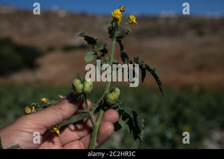 Santorin, Grèce. 17 juin 2020. Photo prise le 15 juin 2020 montre une branche de tomates non mûres sur l'île de Santorini, en Grèce. Malgré sa petite taille, l'île de Santorini dispose de trois produits certifiés par l'Union européenne (UE), la désignation d'origine protégée (PDO): Tomates cerises, fava et vin.TO GO WITH 'Feature: Grèce's Santorini cherche l'équilibre entre le tourisme, l'agriculture' Credit: Lefteris Partsalis/Xinhua/Alay Live News Banque D'Images