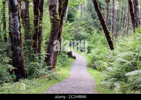 Sentier de randonnée par les bois épais, les arbres forment une arche naturelle sur le chemin, pas de personnes, atmosphère calme. Concept de chemin ou de route vers la destination. Banque D'Images