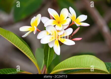 fleur de frangipani blanche et jaune Banque D'Images