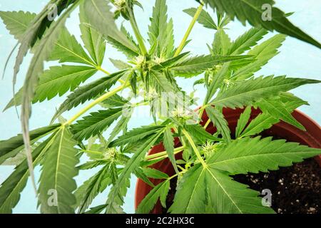 La floraison femelle variétés de trichomes, un gros plan d'une plante en pot, la culture de la marijuana à la maison Banque D'Images