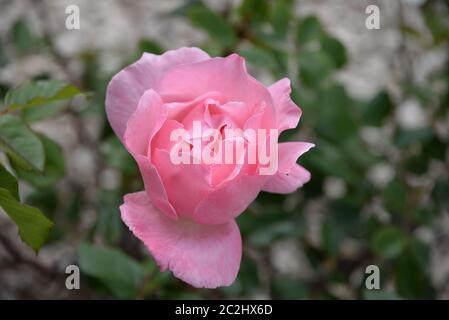 Roses violettes dans le jardin de la province d'Alicante, Costa Blanca, Espagne Banque D'Images