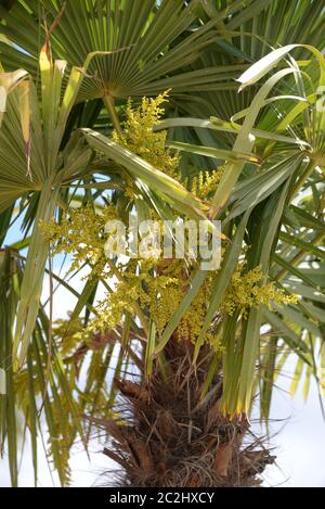 Date Palm - pollinisation par les abeilles dans la province d'Alicante, Costa Blanca, Espagne Banque D'Images
