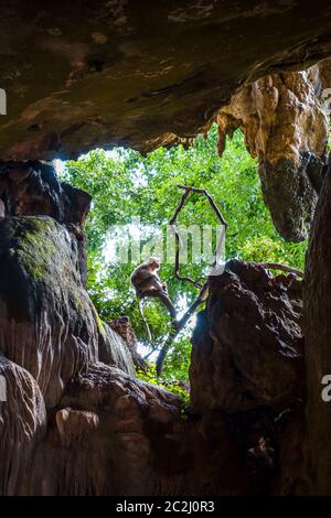 Singe dans une grotte, temple Wat Suwan Kuha, Thaïlande Banque D'Images