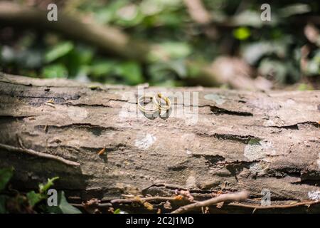 Anneaux de mariage or Unis placés sur une bûche dans la forêt, avec espace de copie Banque D'Images