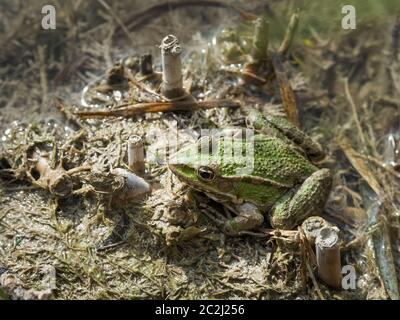 Grenouille dans la boue sur un lac Banque D'Images