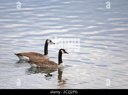 Deux bernaches du Canada Branta canadensis sur le lac Rohrhof Banque D'Images