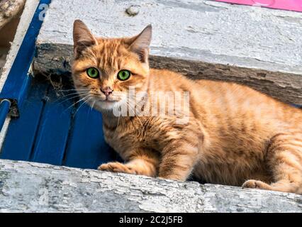 chat orange avec yeux verts; Banque D'Images