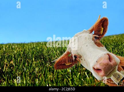 Une vache curieuse. Curieux Simmental vache Banque D'Images