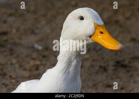 Portrait d'un canard de pékin blanc Banque D'Images