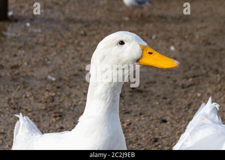 Portrait d'un canard de pékin blanc Banque D'Images