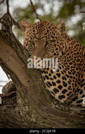 Close-up of leopard leaning on tree branch Banque D'Images